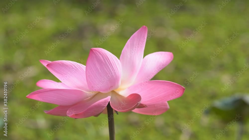 beautiful pink lotus flower blooming with green space background beautiful pink lotus flower blooming with green space background