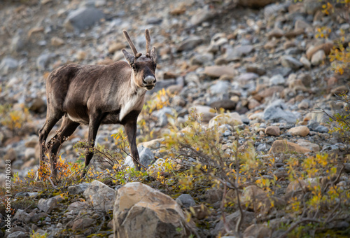 Caribou in the Canadian wilderness