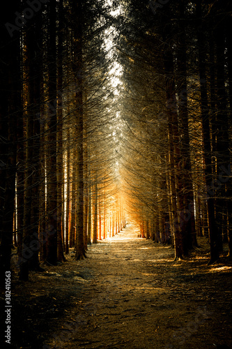Waldweg in einem Tannenwald im Gegenlicht