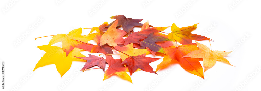 Fototapeta premium Bunte Herbstblätter auf weißem Hintergrund