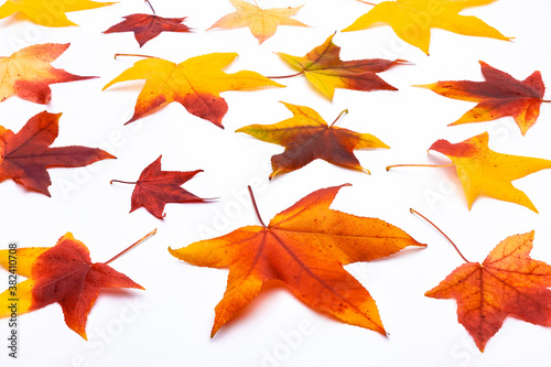 Bunte Herbstblätter auf weißem Hintergrund