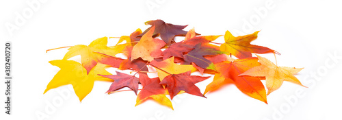 Bunte Herbstblätter auf weißem Hintergrund