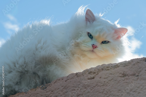 White Cat with blue eyes at sunset backlight 