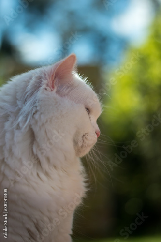 White Cat sideface portrait with green background 