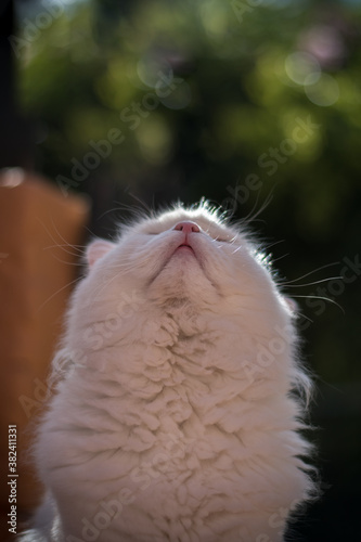 Cute white cat portrait 