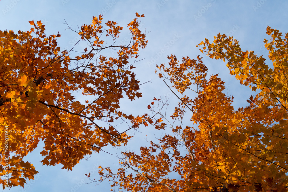 View of colorful trees in autumn with blue sky in the background