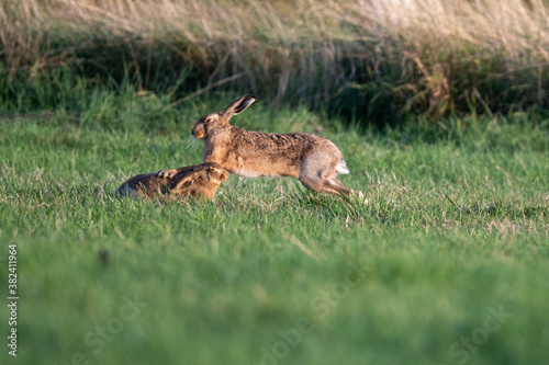 Brown hare (Lepus europaeus) in an English field on an autumn evening © Mark Hunter