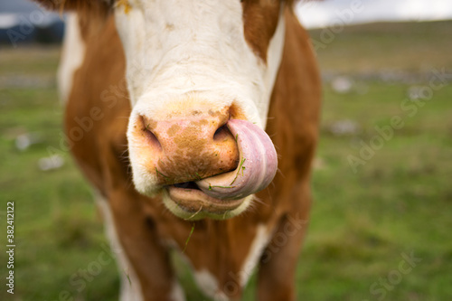 Detail of the muzzle of a brown cow grazing on the green meadow while licking its whiskers with its tongue. Enego, Vicenza, Italy