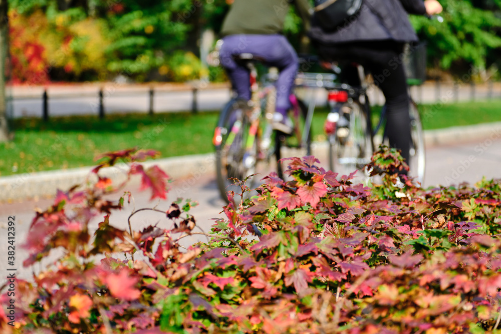 Autumn street with red shrubs, the cyclists in the background.