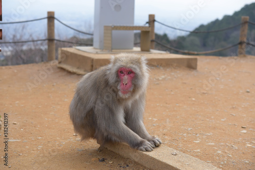 Japanese macaque in mountain © Budsaba