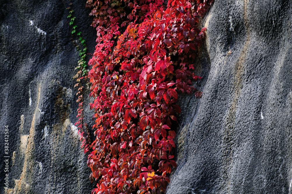 The red Virginia creeper on the black concrete wall. Autumn colors.