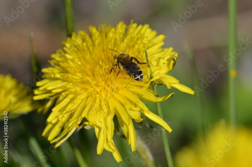 bee on flower