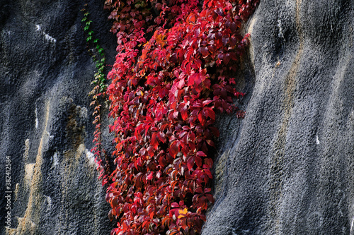 Obraz na płótnie The red Virginia creeper on the black concrete wall. Autumn colors. w salonie