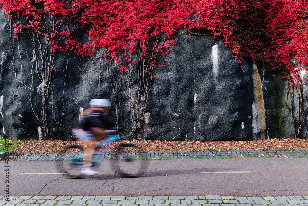 The bike path on the background of black wall with the red Virginia creeper.
