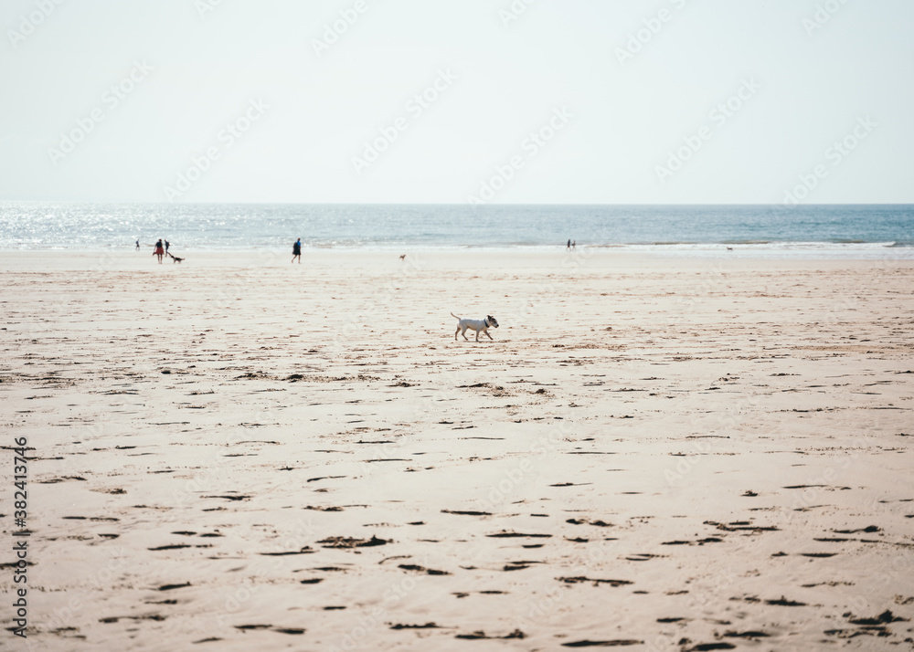 Small happy dog on sandy beach