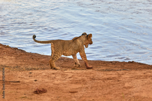 This lion cub was angry and scared about a crocodile