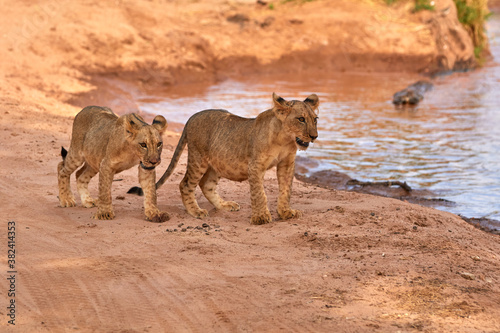 Two lion cubs walking with each other © Lennjo