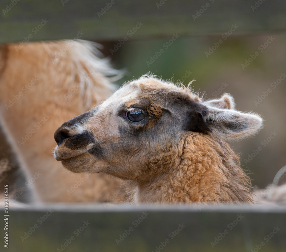 Portrait of Baby llama Smiling