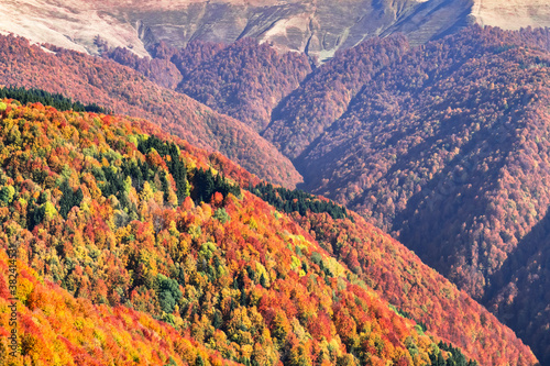 Picturesque autumn mountain ranges covered with red beech forest in the Carpathians, Ukraine. Landscape photography