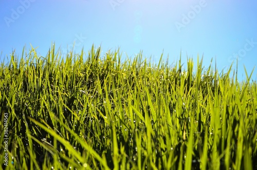 green grass and blue sky