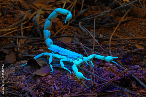 Skorpion im UV-Licht (Aegaeobuthus gibbosus / Mesobuthus gibbosus) - scorpion in UV-light photo