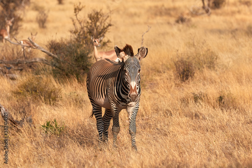 Grevy s zebra in Samburu National Park