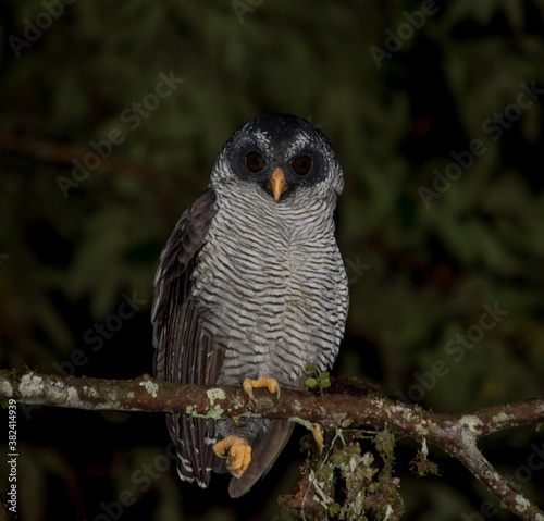 Owl at night in Maquipucuna (Ecuador) photo