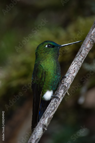hummingbird on a branch (Ecuador)