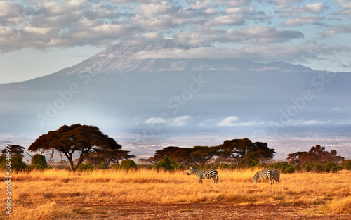 A herd of zebras in front of the Kilimanjaro photo