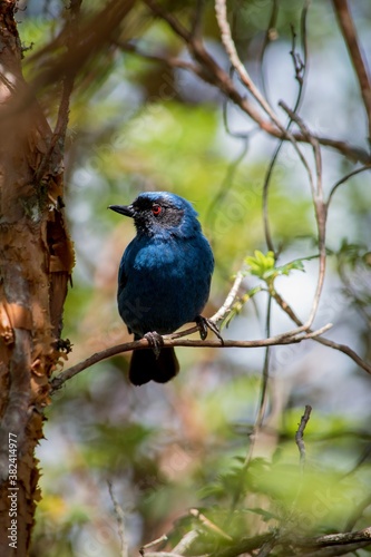 Bird on hummid forest (Ecuador)