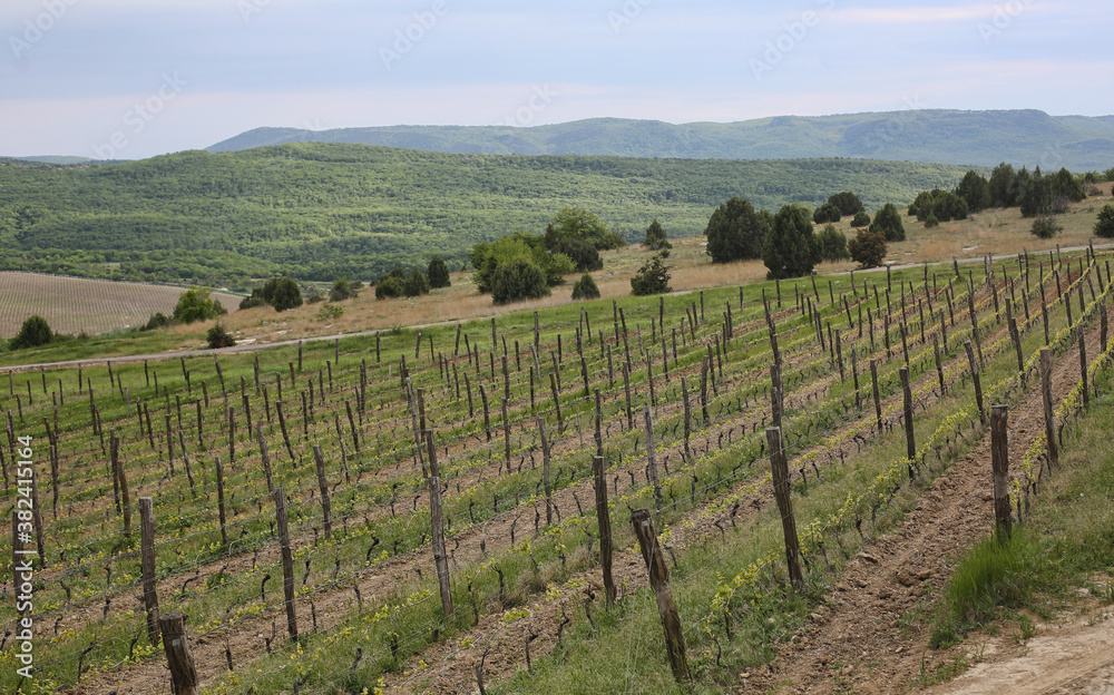 Organic vineyards near Alushta in Crimea, Russia. Small wineries practice bio dynamic agriculture producing small amounts of rare wine.  