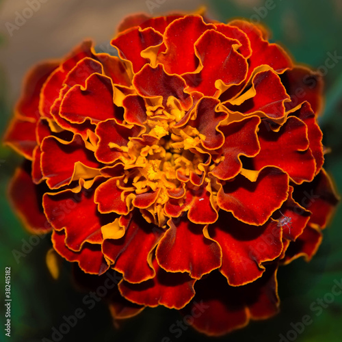 Flower with a bug