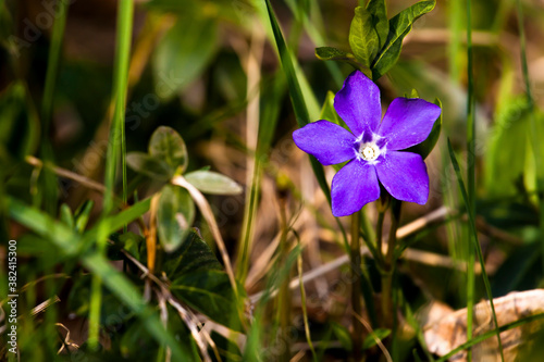 Small purple flower in the grass