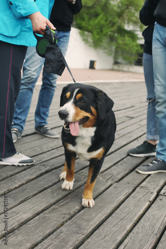 Lifestyle photo of adorable young entlebucher sennenhund Dog with his owner legs, tongue seen. Best friend and domestic animals concept. Retro colors. Travel with pets. Film retro edit.