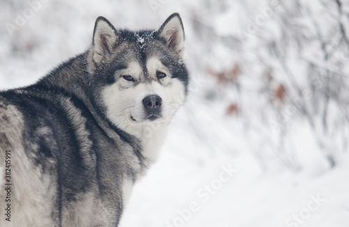 dog frosty winter snowy forest, alaskan malamute © Happy monkey