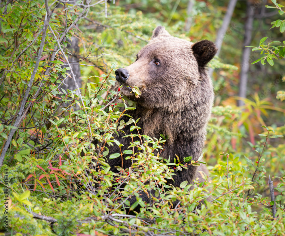 Fototapeta premium Grizzly bear eating buffaloberries