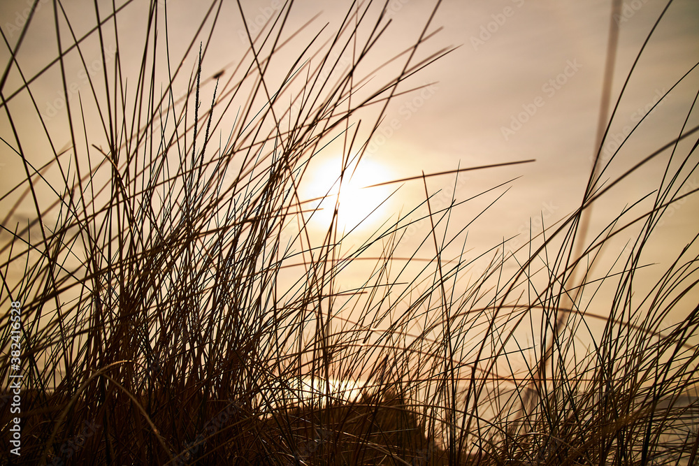 Beautiful sunset with long blades of grass Beautiful sunset with long blades of grass