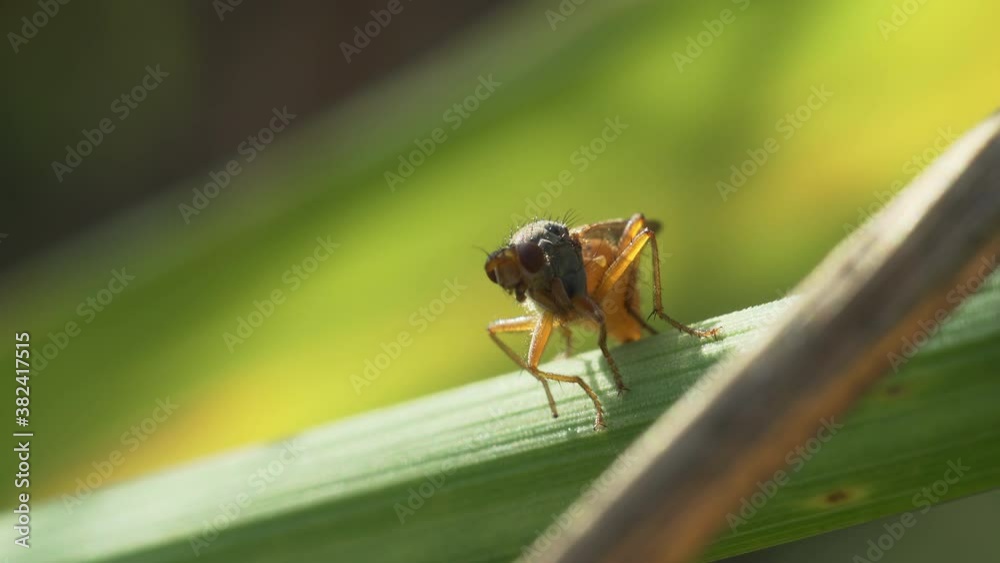 Macro shot of a Drosophila fly sitting on a green cane leaf. Macro shot of a Drosophila fly sitting on a green cane leaf.