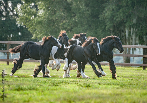 Herd of weanling Gypsy Vanner Horses running in tight group © Mark J. Barrett