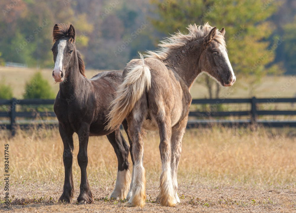 Two companion Gypsy Horse weanling filly foals in autumn pasture Two companion Gypsy Horse weanling filly foals in autumn pasture