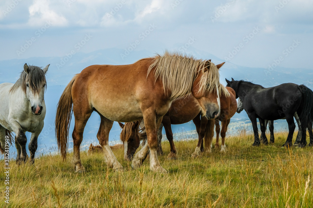 wild life wild life