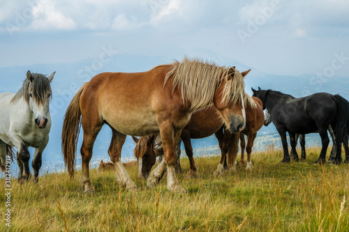 wild life