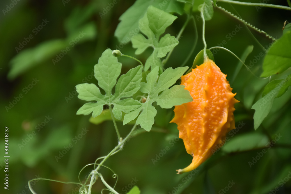 Ripe bitter gourd hang on its vine, concept for natural herb to cure human health. Ripe bitter gourd hang on its vine, concept for natural herb to cure human health.
