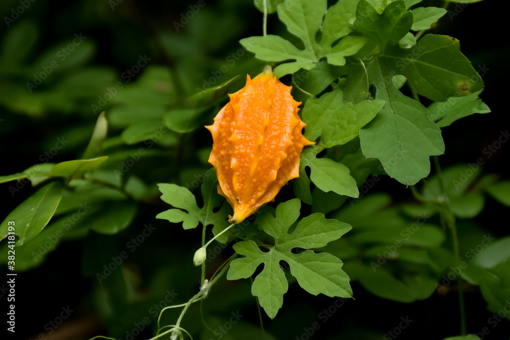Ripe bitter gourd hang on its vine, concept for natural herb to cure human health. Ripe bitter gourd hang on its vine, concept for natural herb to cure human health.