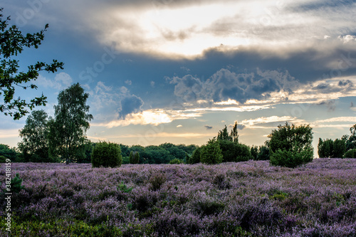 Lüneburger Heide