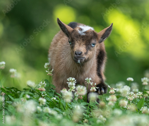 Six week old Nigerian Dwarf Dairy Goat kid in wildflowers