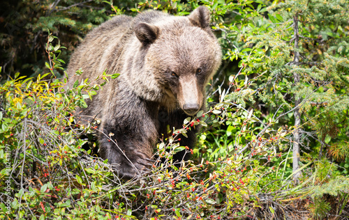 Grizzly bear eating buffaloberries photo