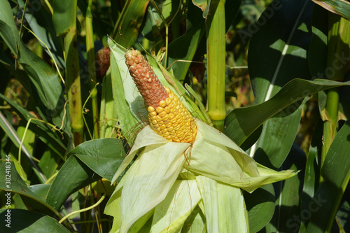 A close-up on a corn stalk with the corn ear, corn cob that misses kernels on the tip because of bad pollination what promises bad maize crop and harvest for corn farming.