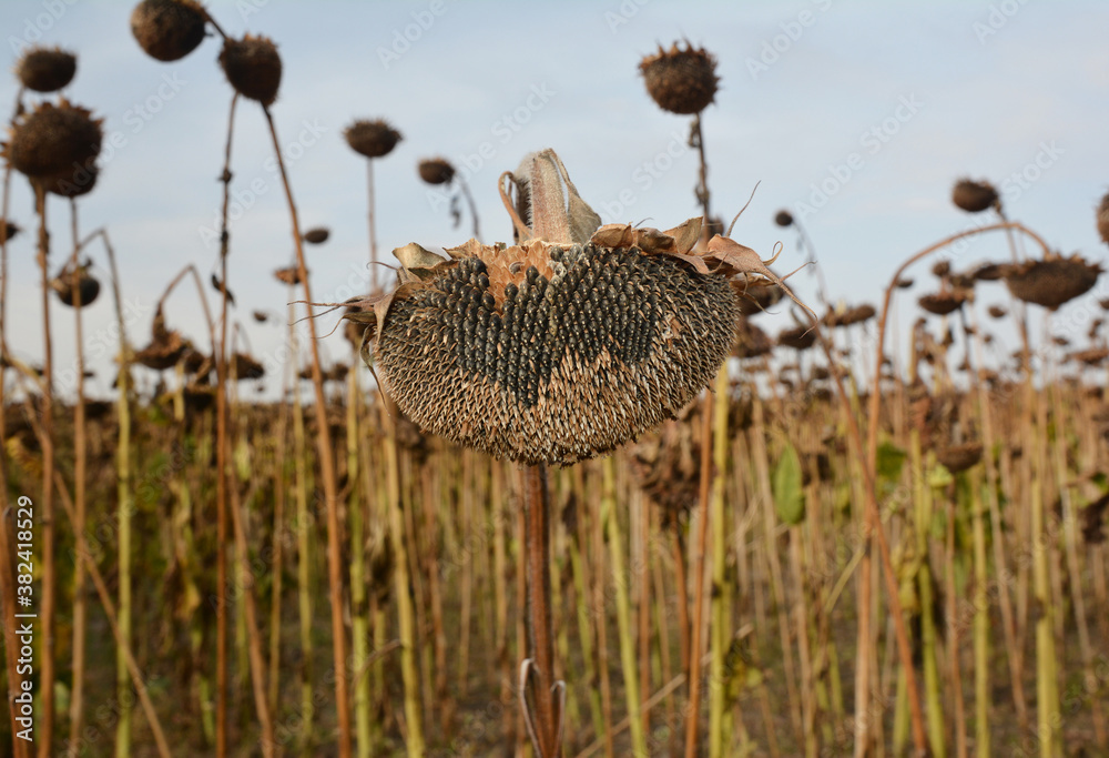Obraz premium Commercial sunflower farming: ripe and dry sunflowers in the field are ready for harvesting and good sunflower seeds crop in autumn.