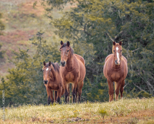 Three Horses standing on a hill at Proud Spiritr Horse Rescue, Arkansas